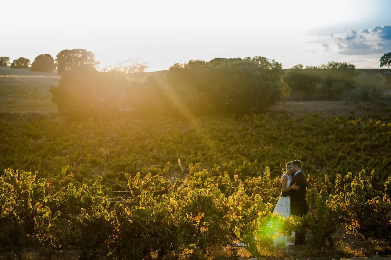 Novios entre viñedos al atardecer